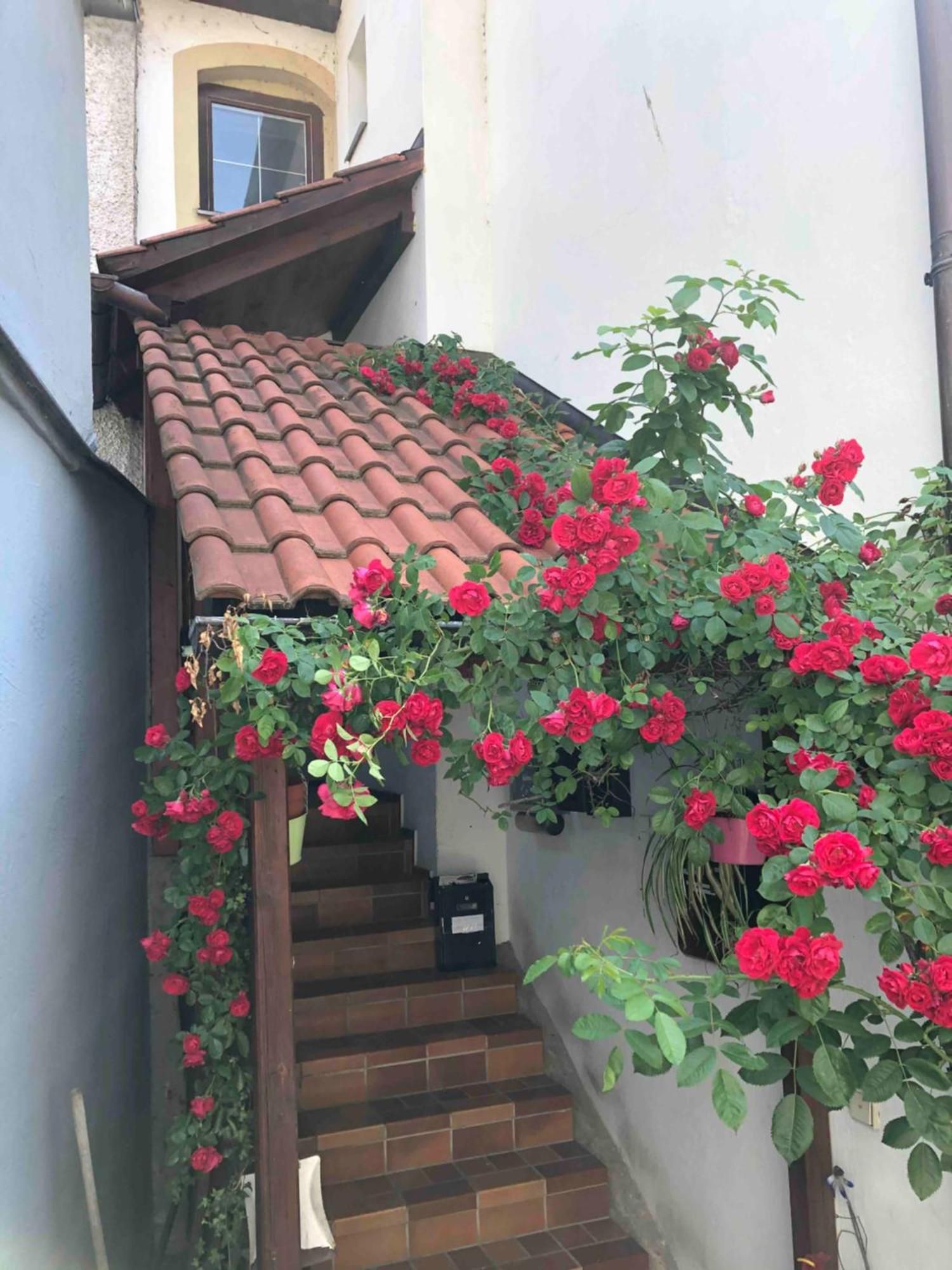 Im Rosenhof Lägenhet Lindau  Exteriör bild